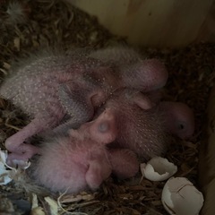 シーズン最終です!!ウロコインコの雛 産まれてます!! 