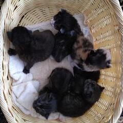 子猫の里親募集　ミケ以外はオスでした