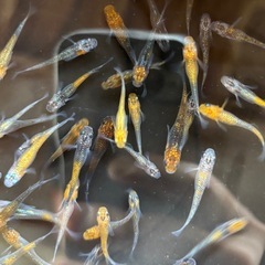 めだか 5prisMの画像