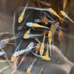 めだか 5prisMの画像