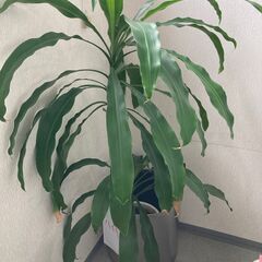 観葉植物　３つの画像