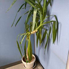 観葉植物　３つ