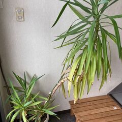 観葉植物　３つの画像