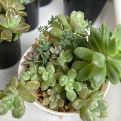 多肉植物　色々セット　　　　