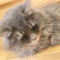 マンチカン 男の子＊訳ありくん