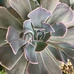 多肉植物　ベレン　大苗　