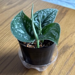 観葉植物　シラフカズラ