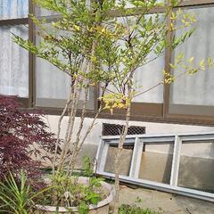 南天　他の画像