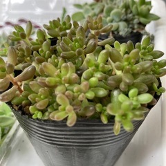 多肉植物　虹の玉2
