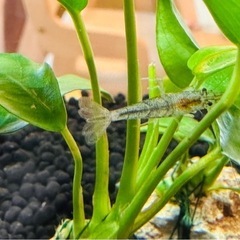 ミナミヌマエビと水草