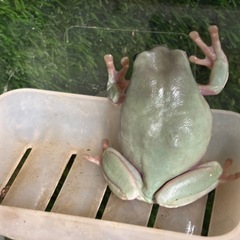 イエアメガエルの画像