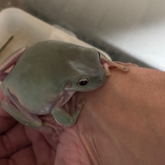 イエアメガエルの画像