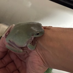 イエアメガエルの画像