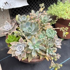 【鉢ごと】多肉植物の画像