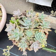 【鉢ごと】多肉植物の画像