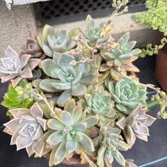 【鉢ごと】多肉植物