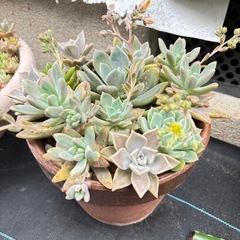 【鉢ごと】多肉植物の画像