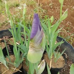 ①★★ジャーマンアイリス（花芽あり）／耐寒性宿根草／たくさん有ります★★の画像