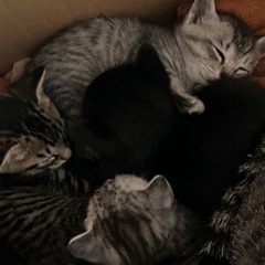 生後３週間の子猫の里親募集しております！