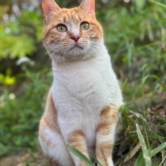 茶白のオス　おもちの里親募集