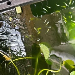 メダカ　幹之　10匹300円の画像