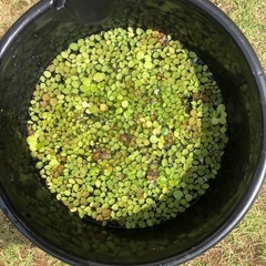 水草の画像