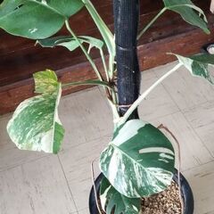 モンステラボルシギアナホワイトタイガー?