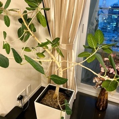 観葉植物の画像