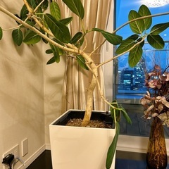 観葉植物の画像