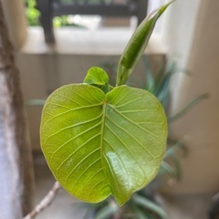値下げ交渉可！5/24まで来れる方限定 観葉植物　インド菩提樹とアロエ