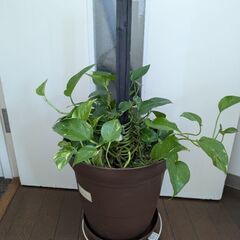 ポトス　12号鉢　受け皿・キャスター花台付き