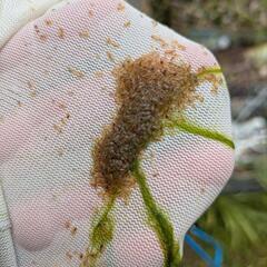 タイリクミジンコ大量　メダカの餌