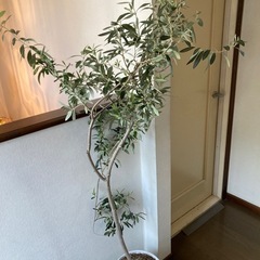 オリーブの木観葉植物インテリアグリーン