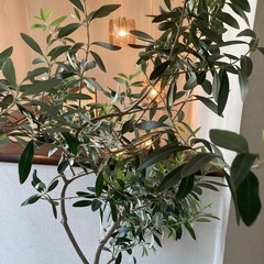 オリーブの木観葉植物インテリアグリーンの画像