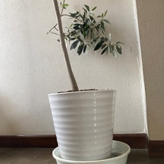 オリーブの木観葉植物インテリアグリーンの画像