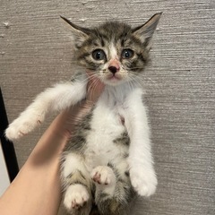 生後１ヶ月子猫