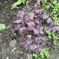 赤紫蘇の葉20本　無農薬の画像