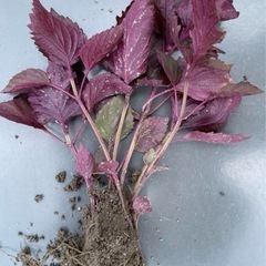 赤紫蘇の葉20本　無農薬