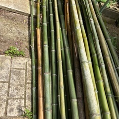 竹
の画像