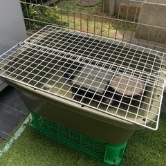 ジャンボタライとネット