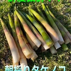 朝採り竹の子　白老産
