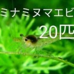 ③ミナミヌマエビ