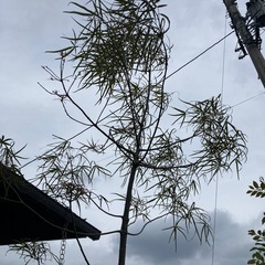 ボトルツリー　ブラキキトンの画像