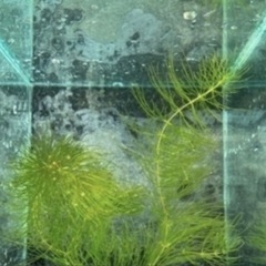 14 水草　マツモ１５本