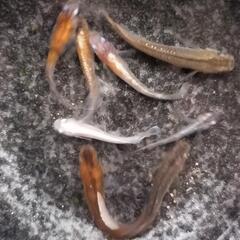 メダカ　朱光菊、鰭長、三色、めだかの画像