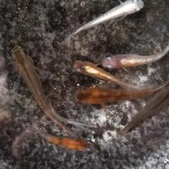 メダカ　朱光菊、鰭長、三色、めだかの画像