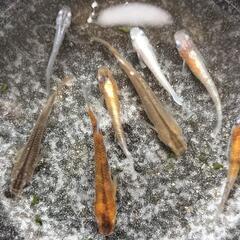 メダカ　朱光菊、鰭長、三色、めだかの画像