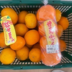 紅甘夏・甘夏みかん　15個　　