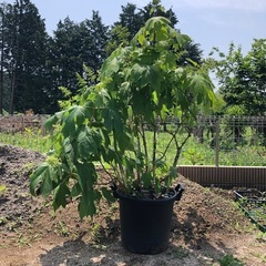 カシワバアジサイの鉢植え（大きめ）お譲りします！！　引き取り限定です。