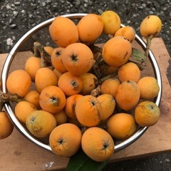 無農薬茂木びわ　1kg 美味しい♪♪